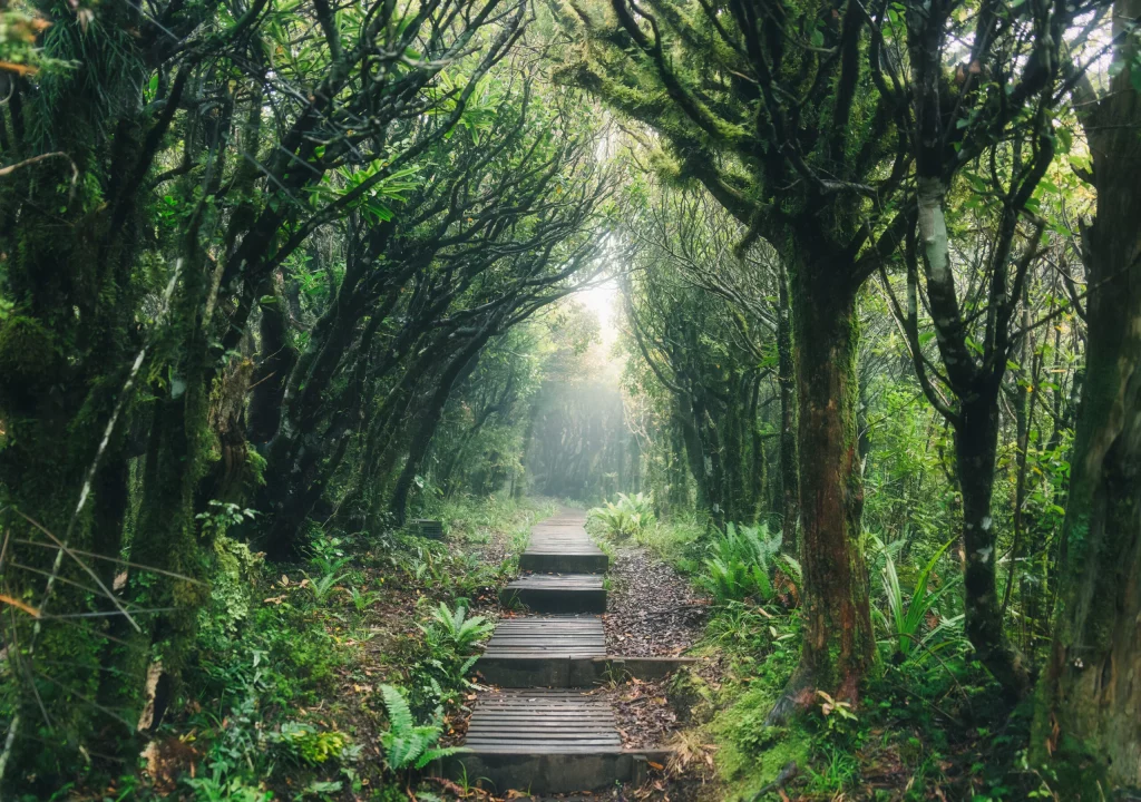 a path in a forest